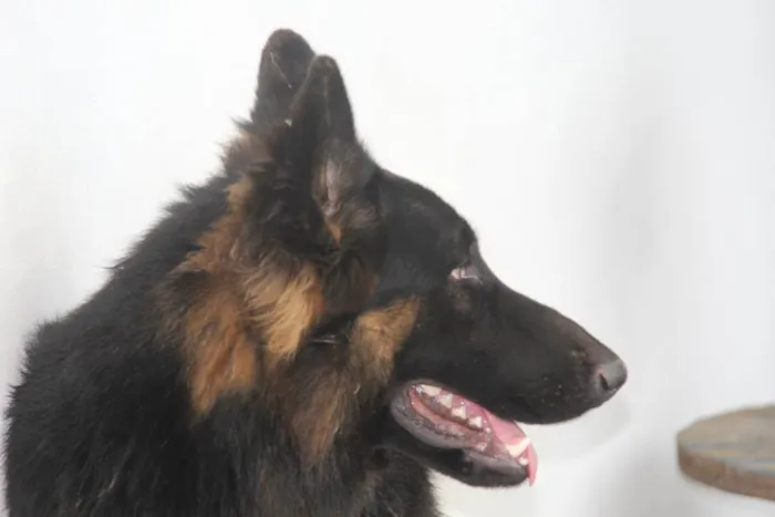 Cachorro raça Pastor Alemão idade 2 anos nome Django