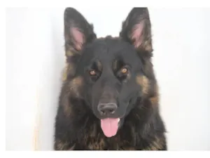 Cachorro raça Pastor Alemão idade 2 anos nome Django