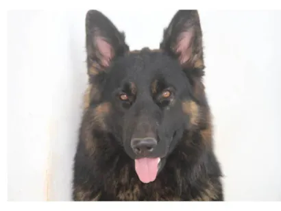 Cachorro raça Pastor Alemão idade 2 anos nome Django