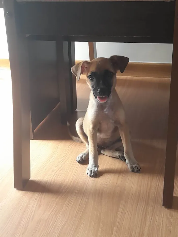 Cachorro raça Vira lava filhote  idade Abaixo de 2 meses nome Duda