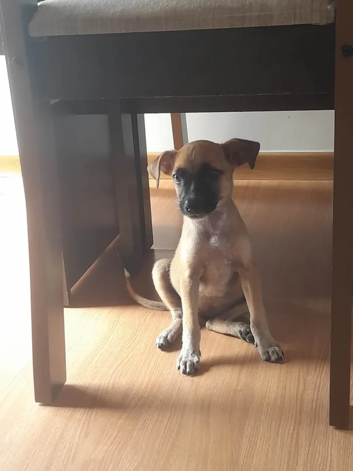 Cachorro raça Vira lava filhote  idade Abaixo de 2 meses nome Duda