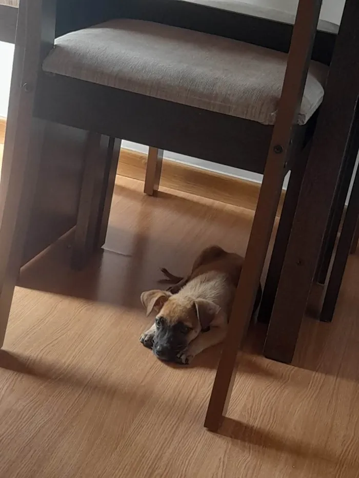 Cachorro raça Vira lava filhote  idade Abaixo de 2 meses nome Duda