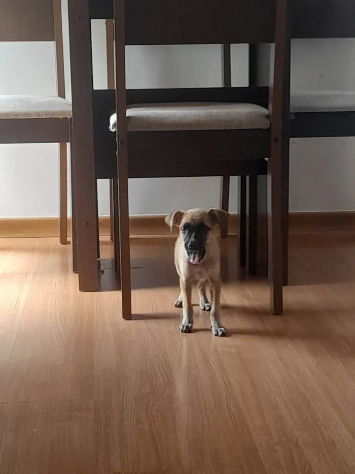 Cachorro raça Vira lava filhote  idade Abaixo de 2 meses nome Duda