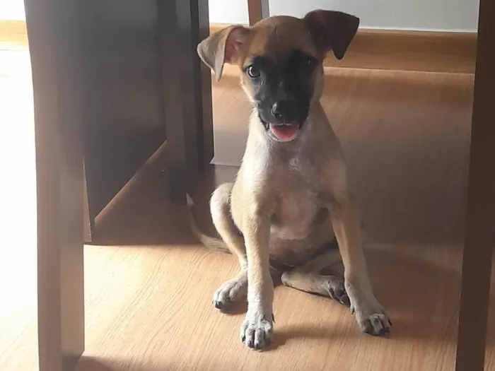 Cachorro raça Vira lava filhote  idade Abaixo de 2 meses nome Duda