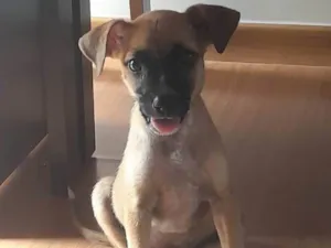 Cachorro raça Vira lava filhote  idade Abaixo de 2 meses nome Duda