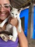 Gato raça Nao sei idade 2 a 6 meses nome Gatinhos