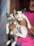 Gato raça Nao sei idade 2 a 6 meses nome Gatinhos