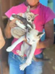 Gato raça Nao sei idade 2 a 6 meses nome Gatinhos