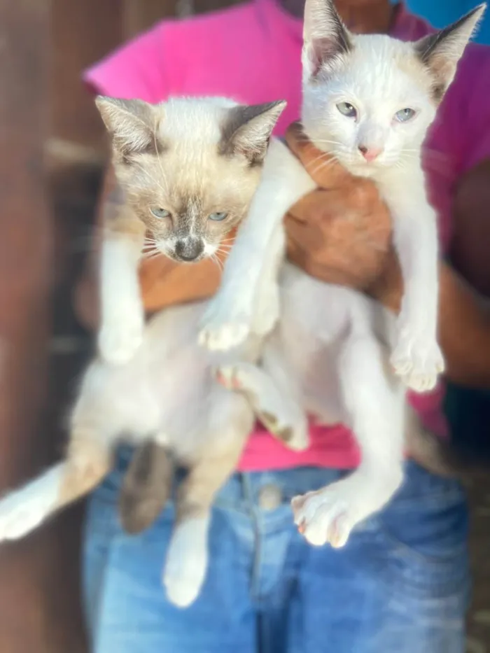 Gato raça Nao sei idade 2 a 6 meses nome Gatinhos