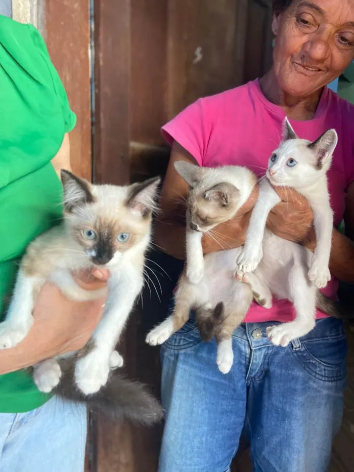 Gato raça Nao sei idade 2 a 6 meses nome Gatinhos