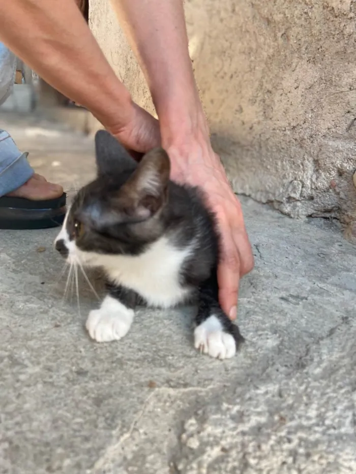 Gato raça Nao sei idade 2 a 6 meses nome Gatinhos