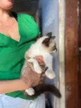 Gato raça Nao sei idade 2 a 6 meses nome Gatinhos