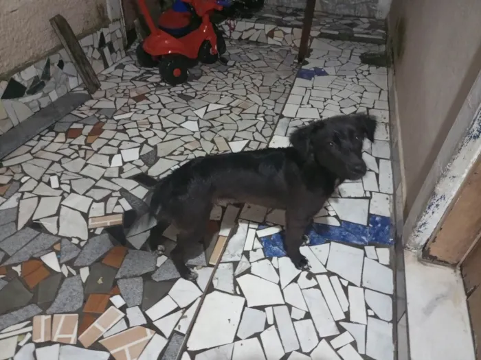 Cachorro ra a SRD-ViraLata idade 7 a 11 meses nome Kyara