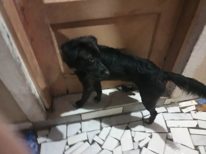 Cachorro ra a SRD-ViraLata idade 7 a 11 meses nome Kyara