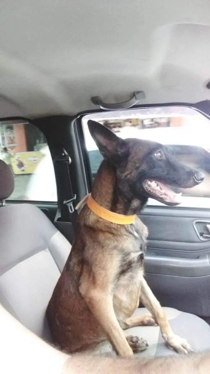 Cachorro raça Cão Pastor de Mellinois idade 2 anos nome Mali