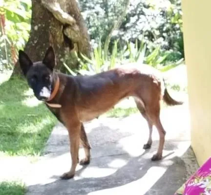 Cachorro raça Cão Pastor de Mellinois idade 2 anos nome Mali