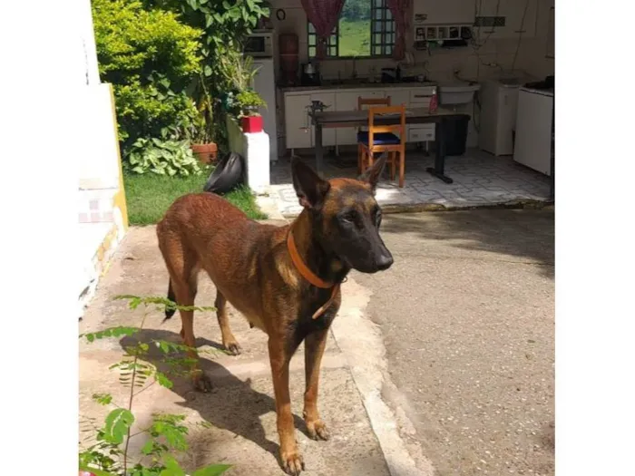 Cachorro raça Cão Pastor de Mellinois idade 2 anos nome Mali