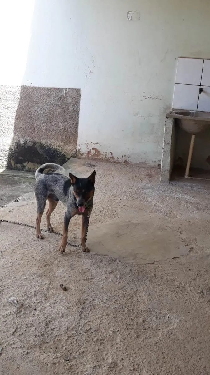 Cachorro raça Burriler idade 3 anos nome CHARLE
