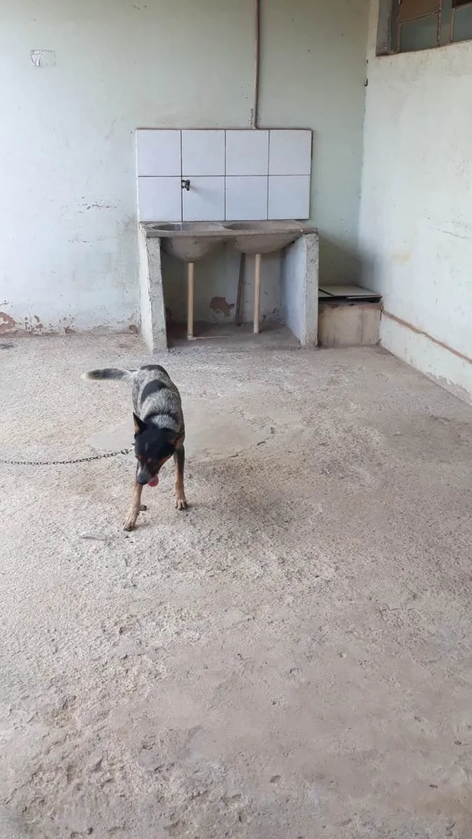 Cachorro raça Burriler idade 3 anos nome CHARLE