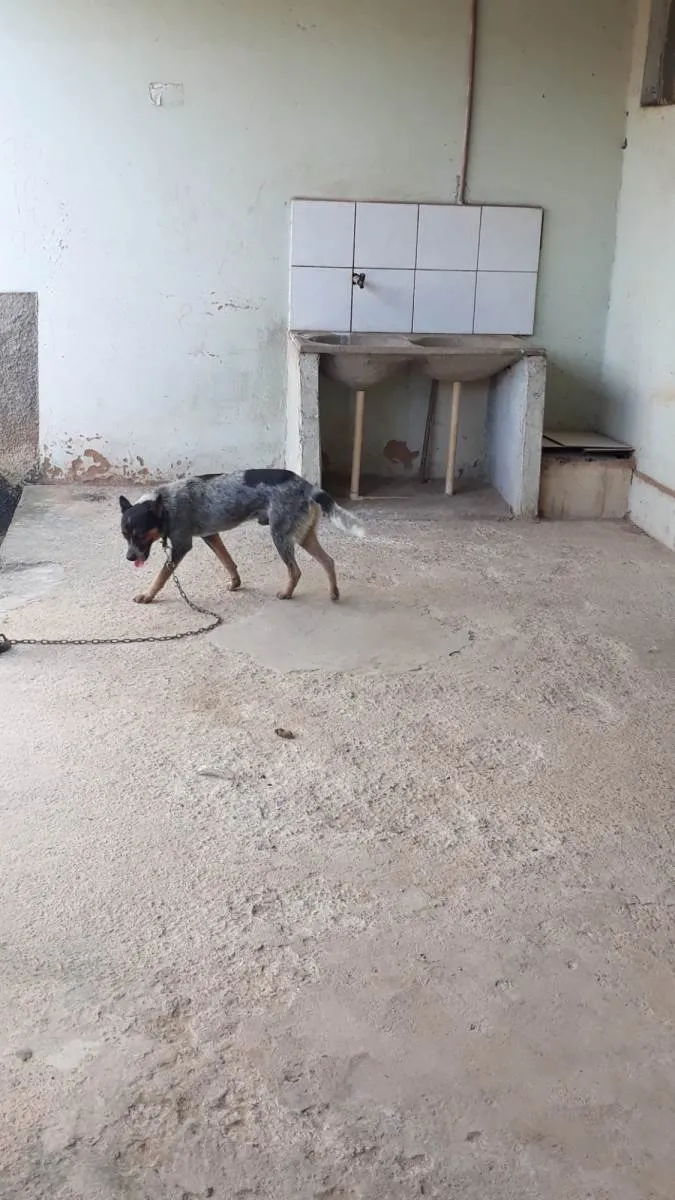 Cachorro raça Burriler idade 3 anos nome CHARLE