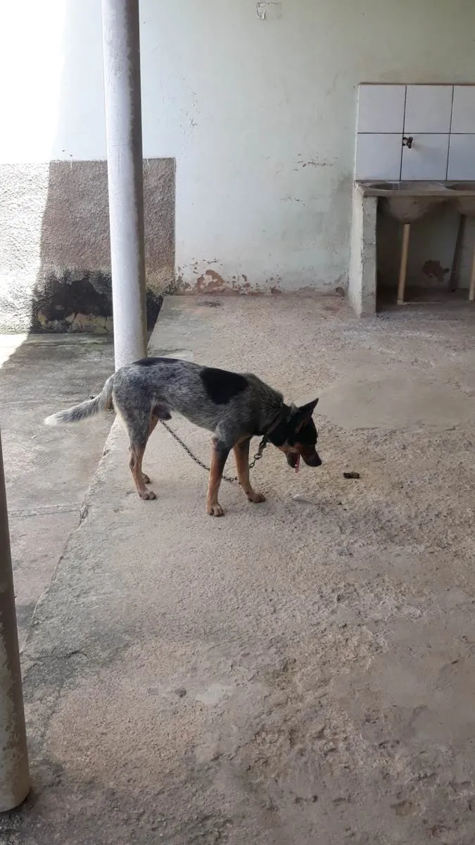 Cachorro raça Burriler idade 3 anos nome CHARLE