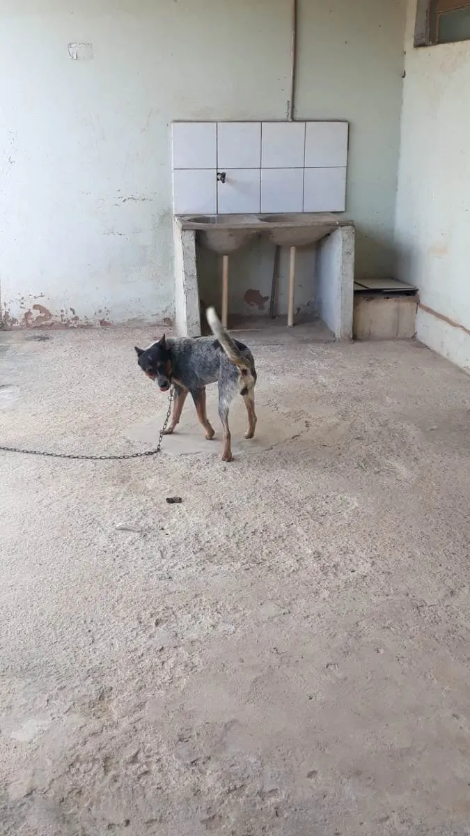 Cachorro raça Burriler idade 3 anos nome CHARLE