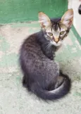 Gato raça SRD-ViraLata idade 2 a 6 meses nome Léo (macho)