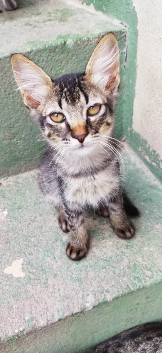 Gato raça SRD-ViraLata idade 2 a 6 meses nome Léo (macho)