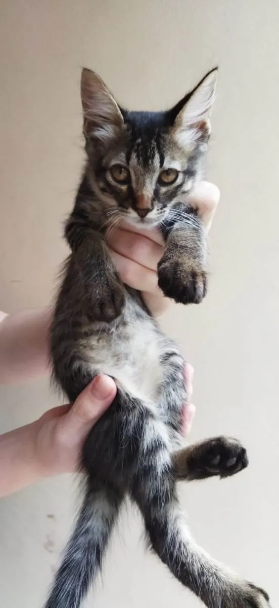 Gato raça SRD-ViraLata idade 2 a 6 meses nome Léo (macho)