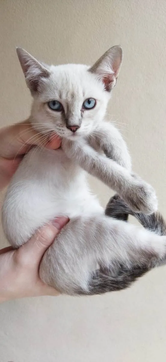 Gato raça SRD-ViraLata idade 2 a 6 meses nome Lina (fêmea)