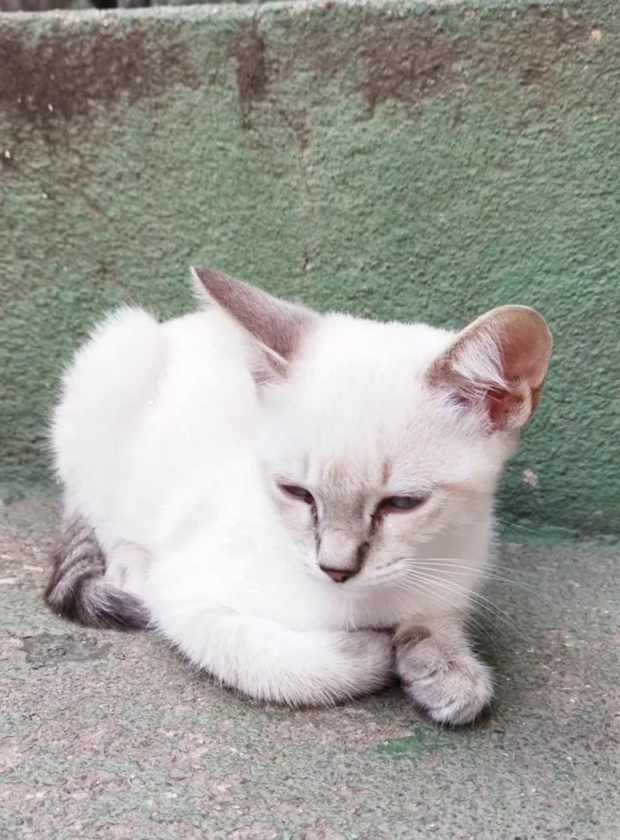 Gato raça SRD-ViraLata idade 2 a 6 meses nome Lina (fêmea)