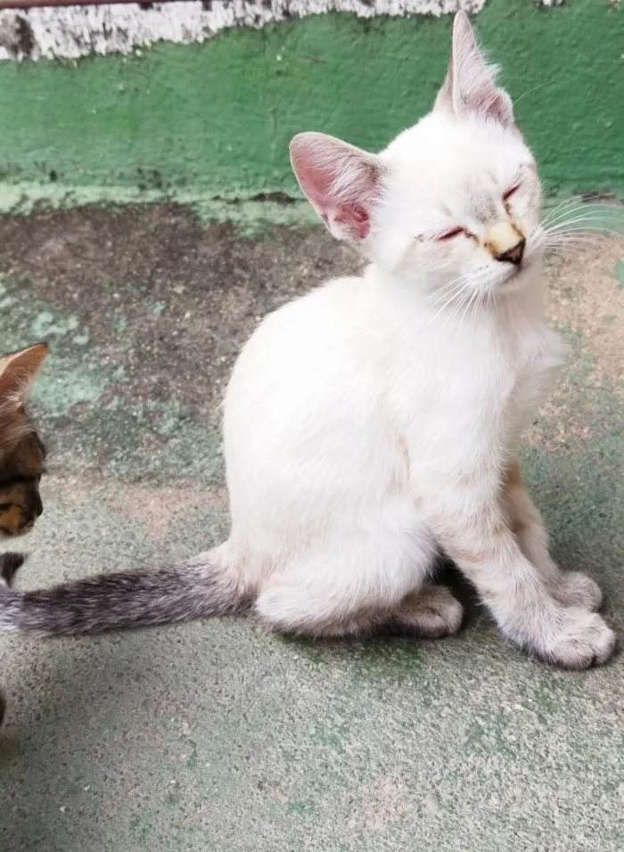 Gato raça SRD-ViraLata idade 2 a 6 meses nome Lina (fêmea)