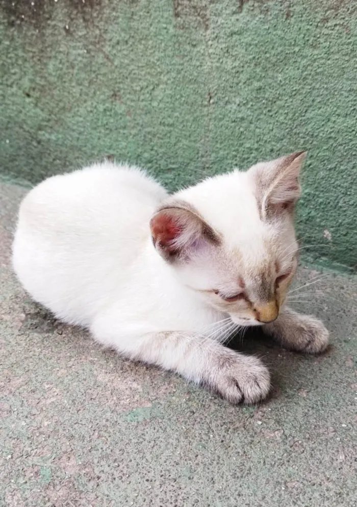 Gato raça SRD-ViraLata idade 2 a 6 meses nome Lina (fêmea)
