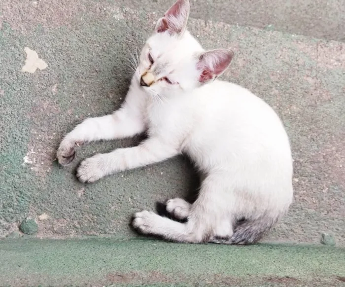 Gato raça SRD-ViraLata idade 2 a 6 meses nome Lina (fêmea)