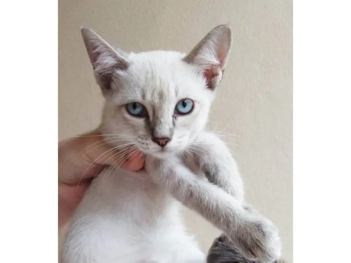 Gato raça SRD-ViraLata idade 2 a 6 meses nome Lina (fêmea)