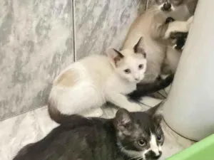 Gato raça Nao sei idade 2 a 6 meses nome Gatinhos