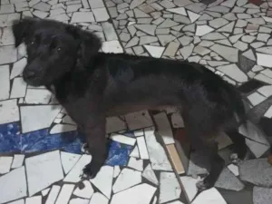 Cachorro raça SRD-ViraLata idade 7 a 11 meses nome Kyara