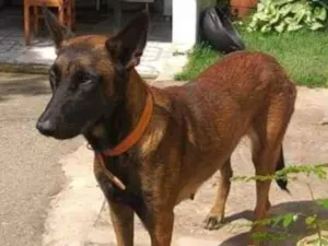 Cachorro raça Cão Pastor de Mellinois idade 2 anos nome Mali