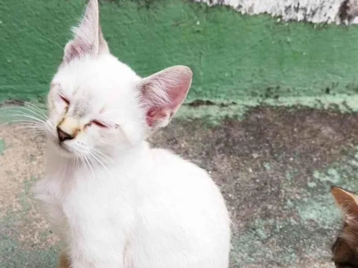 Gato raça SRD-ViraLata idade 2 a 6 meses nome Lina (fêmea)