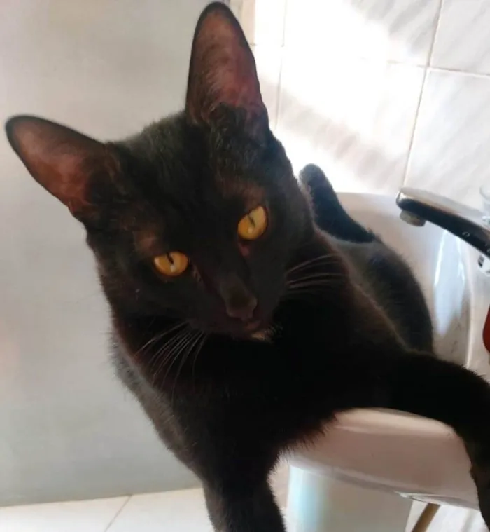 Gato ra a Gato preto idade 3 anos nome Negão 