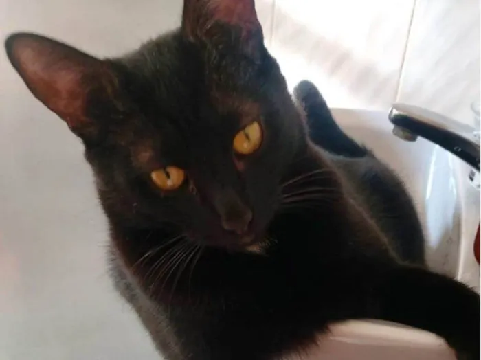 Gato ra a Gato preto idade 3 anos nome Negão 