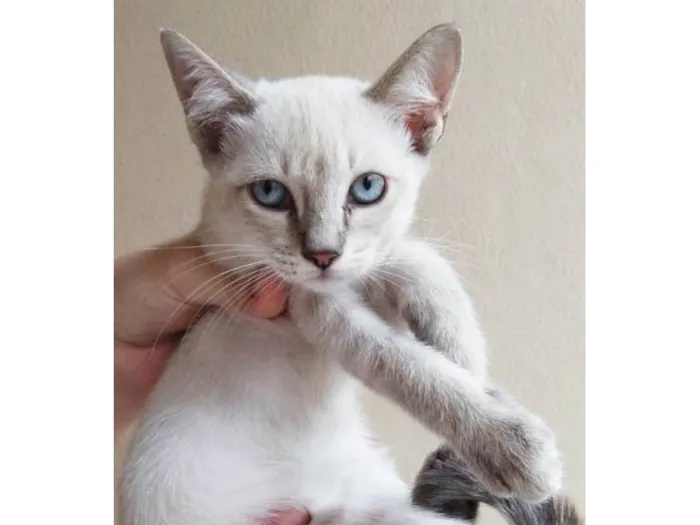 Gato raça SRD-ViraLata idade 2 a 6 meses nome Lina (fêmea)