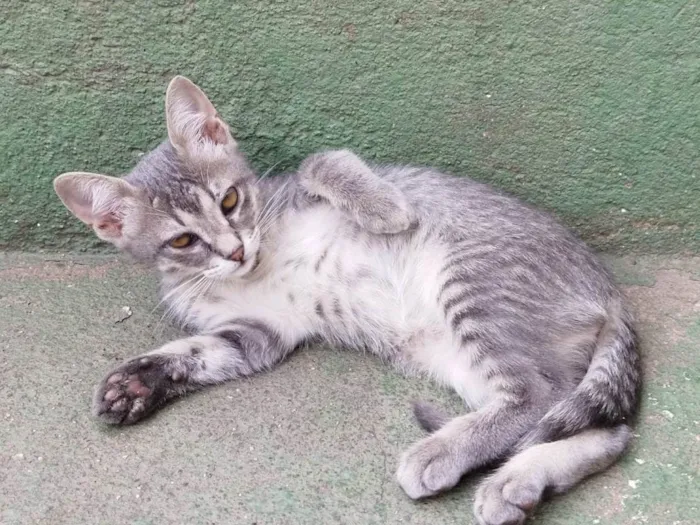 Gato raça SRD-ViraLata idade 2 a 6 meses nome Lulu (fêmea)