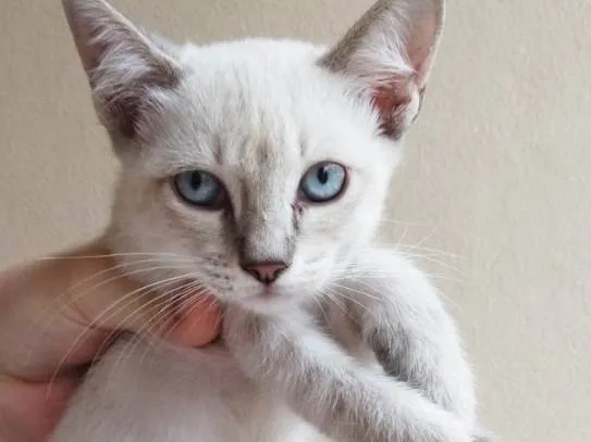 Gato raça SRD-ViraLata idade 2 a 6 meses nome Lina (fêmea)