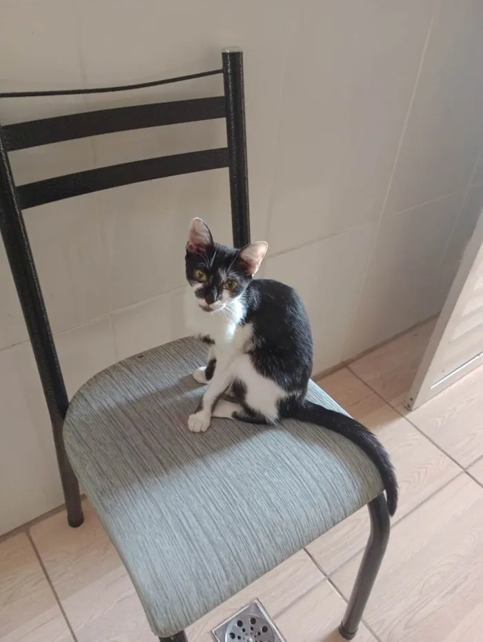 Gato ra a  idade 1 ano nome Feiosa 