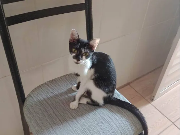 Gato ra a  idade 1 ano nome Feiosa 