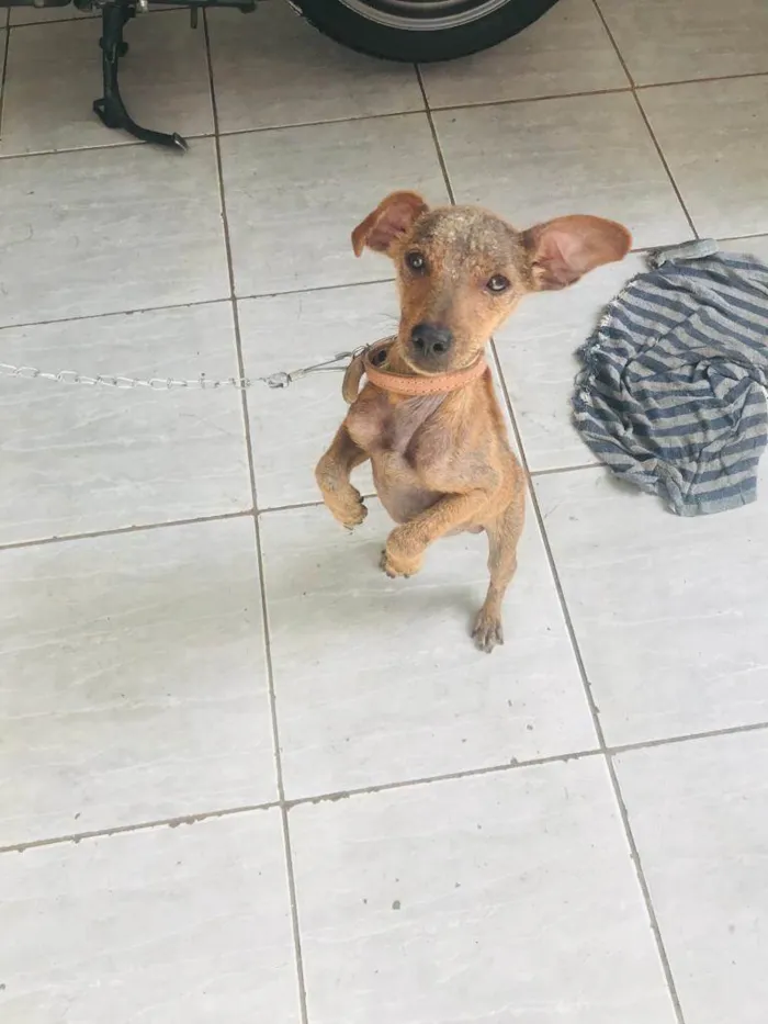 Cachorro ra a SRD idade 1 ano nome Não decidir 