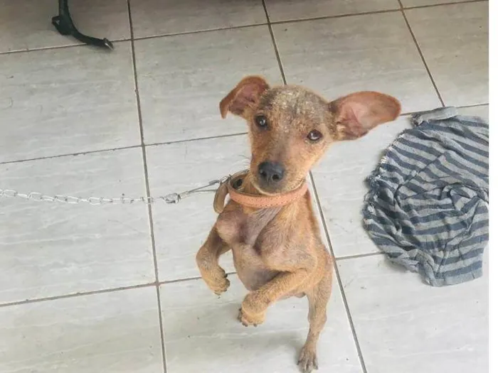 Cachorro ra a SRD idade 1 ano nome Não decidir 