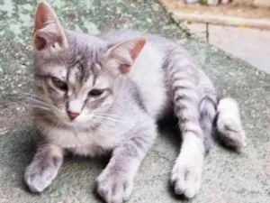 Gato raça SRD-ViraLata idade 2 a 6 meses nome Lulu (fêmea)