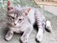 Gato raça SRD-ViraLata idade 2 a 6 meses nome Lulu (fêmea)